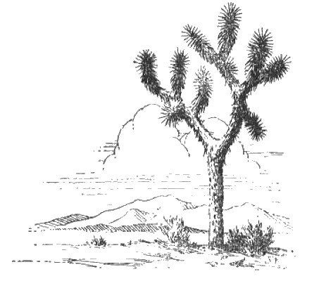 joshua tree